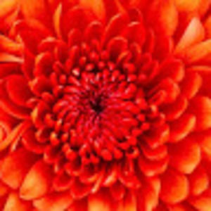 Meet your Posher, Mayra